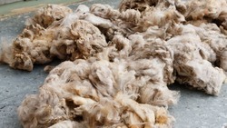 Ипатовский округ вошёл в число лидеров региона по производству овечьей шерсти 