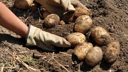 Картофель высадили на 3,5 тыс. га ставропольских полей