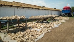 Благодаря господдержке предприятие на Ставрополье увеличивает производство шерсти 