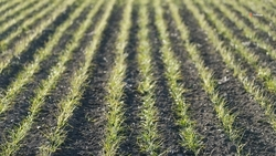 Аграрии Ипатовского округа получили субсидию на развитие системы орошения