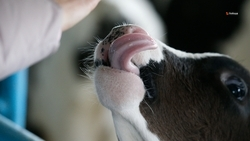 Ещё на 400 коров увеличилось поголовье в хозяйствах Ипатовского округа