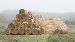 Свыше 100 тыс. тонн кормов заготовили животноводы Ипатовского округа