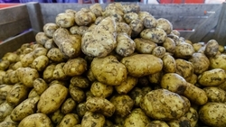 Урожайность картофеля в Ипатовском округе составила 40т/га