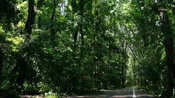 Новый лесной массив появится в Ипатовском округе 