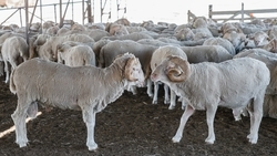 Окотная кампания началась в Ипатовском округе