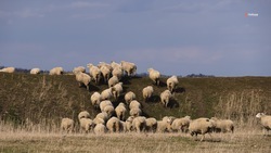 Породе овец, выведенной в Ипатовском округе, исполнилось десять лет
