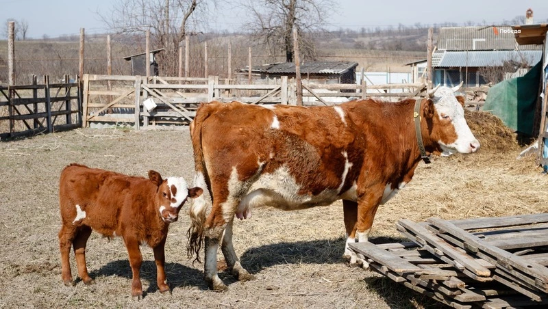 За пять лет в Ипатовском округе заключили 184 соцконтракта на развитие ЛПХ