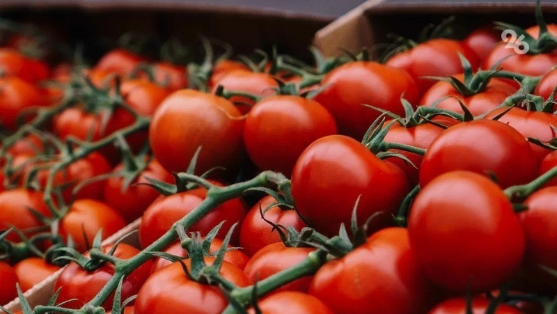 Ставропольские аграрии реализовали почти 66 тыс. тонн овощей открытого грунта