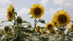 Подсолнечник собирают в Ипатовском округе