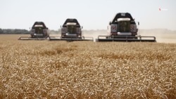 Аграрии Ипатовского округа собрали 758 тыс. тонн зерна