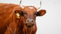 Более 155 млн рублей получили животноводы Ставрополья в 2023 году