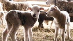 На племзаводах Ипатовского округа родились почти 3,4 тыс. ягнят 