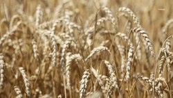 Аграриям Ипатовского округа предстоит убрать зерновые со 144 тыс. га полей