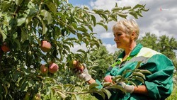 В Ипатовском округе планируют высадить яблоневые сады нового типа 