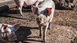 Как на Ставрополье растут объёмы производства свинины