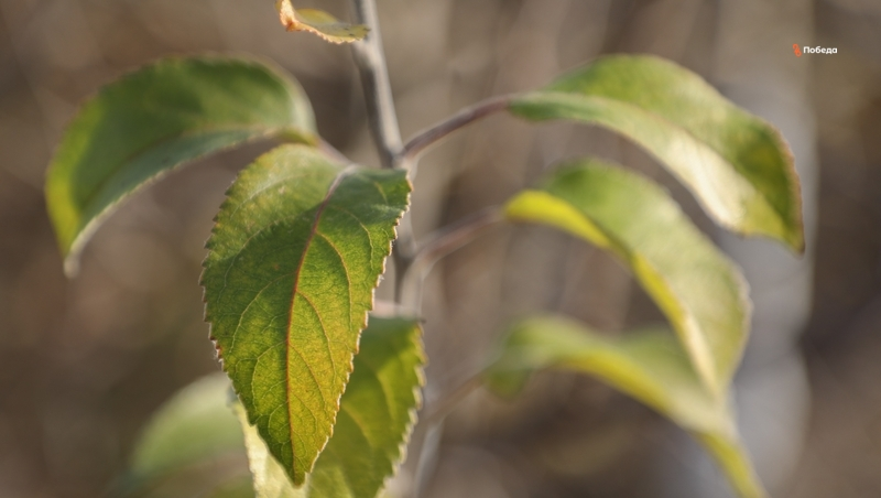 Школьники Ипатовского округа заложили фруктовый сад