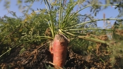 Ипатовский округ стал лидером региона по сбору овощей открытого грунта