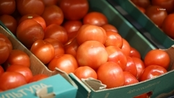 В прошлом году Ставрополье экспортировало продукцию на 1,6 млрд долларов