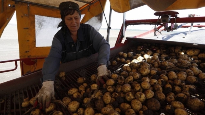 Ипатовский округ стал одним из главных производителей картофеля на Ставрополье