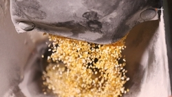 Аграрии Ипатовского округа собрали 17 тыс. тонн кукурузы