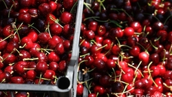 Те ещё фрукты: почему аграрии Ставрополья делают ставку на садоводство