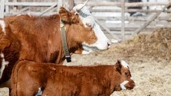 Сезон отёла крупного рогатого скота проходит в Ипатовском округе