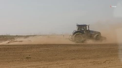 13,2 тыс. тонн репчатого лука собрали в Ипатовском округе