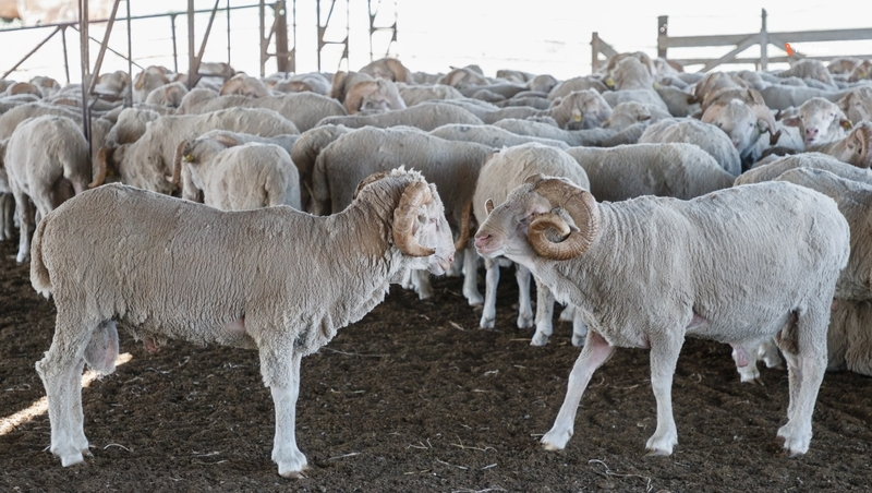Окотная кампания началась в Ипатовском округе